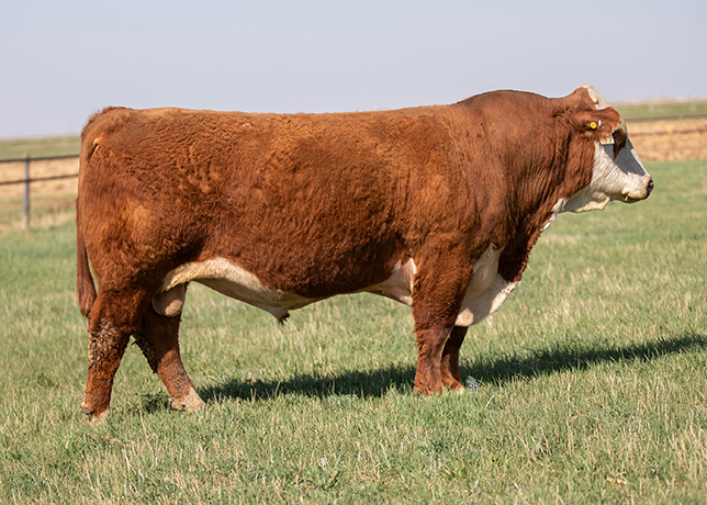 Sire Image